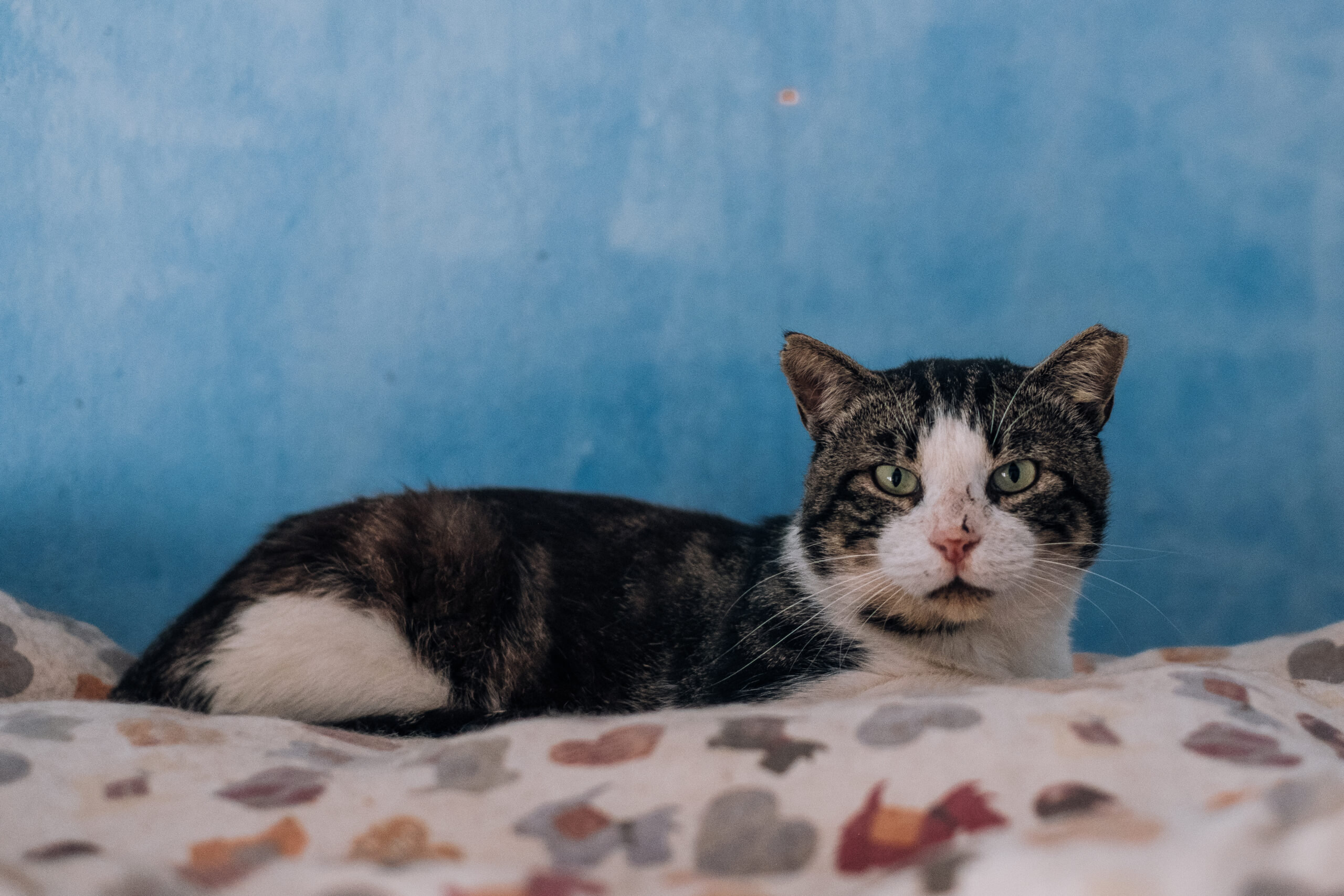 dramon