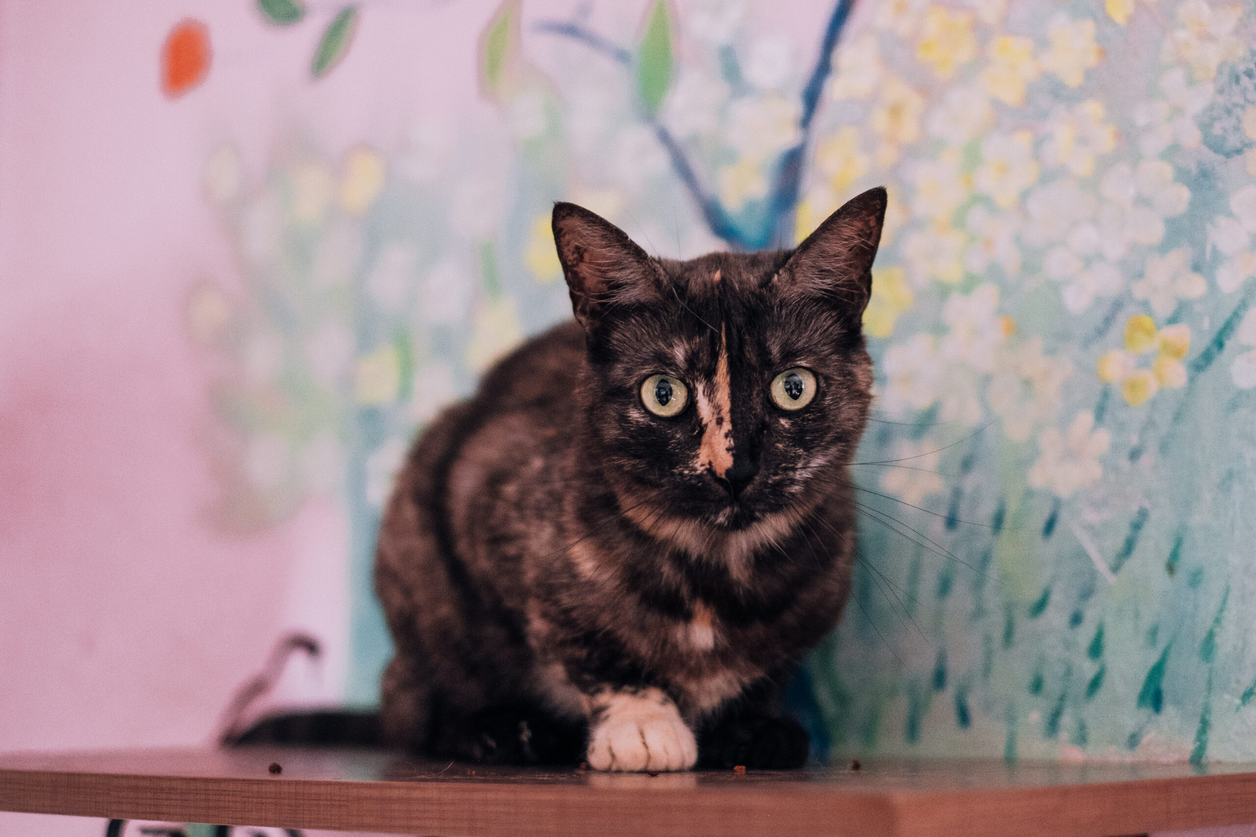 mia