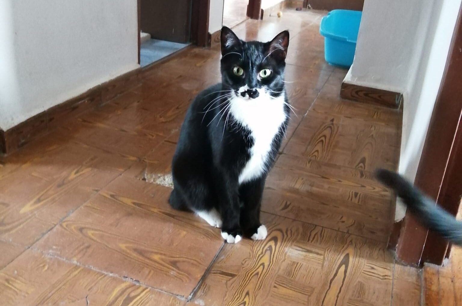nicolino