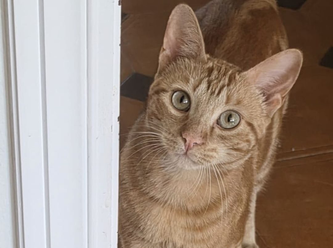 Ganchito necesita un hogar