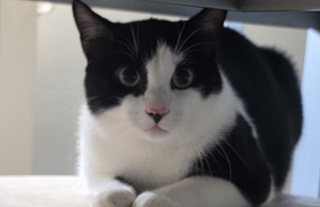 PEPIN NECESITA UN HOGAR